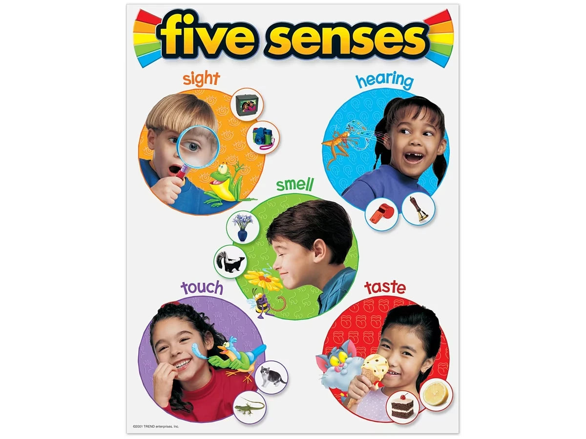 Five Senses Photo Reference Poster - US 7736
