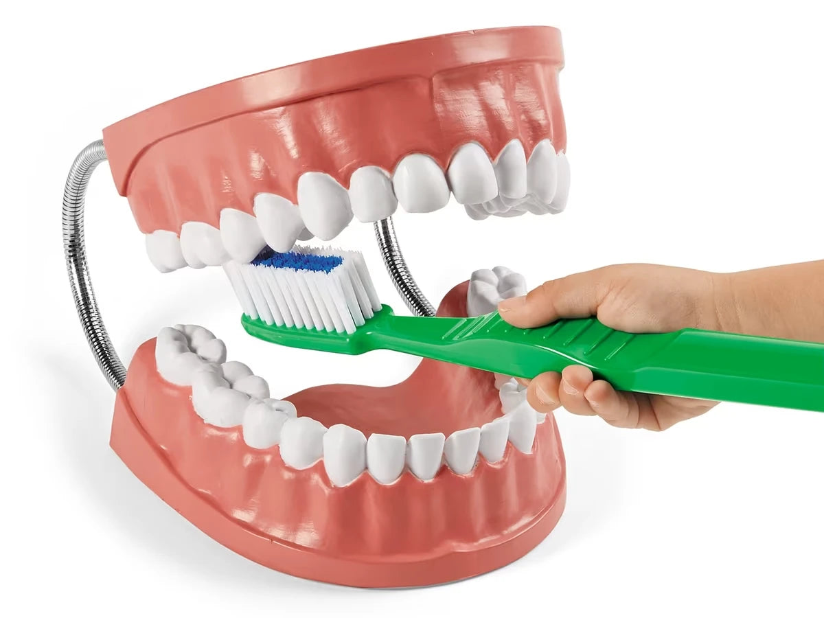 Learn to Brush Demonstration Kit - US 8892