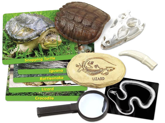 Reptiles Specimen Center - US 1624