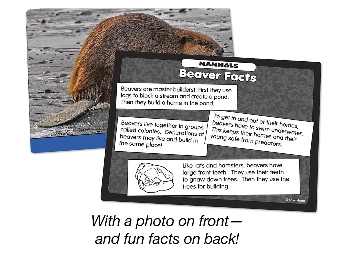 Mammals Specimen Center - US 5510