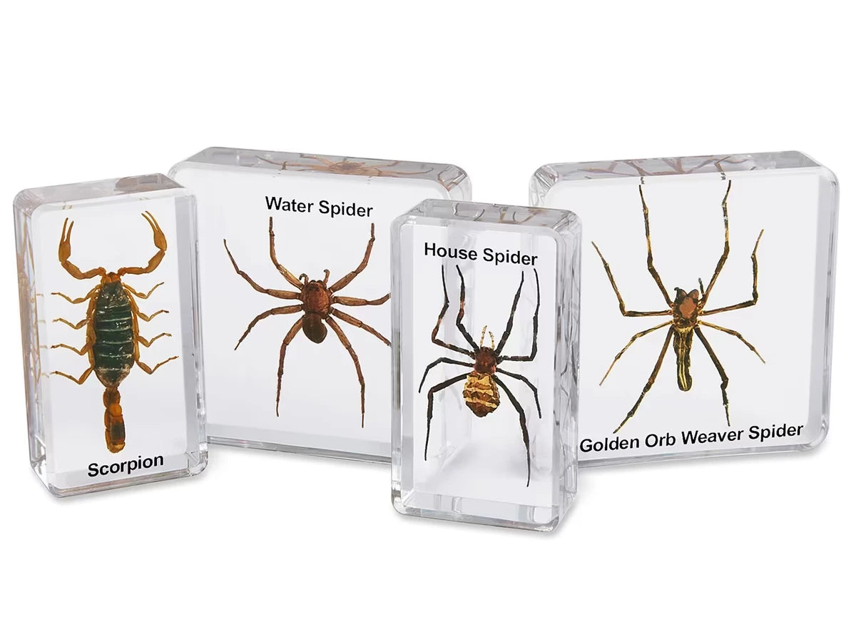 Scorpion & Spiders Specimen Set - US 6575