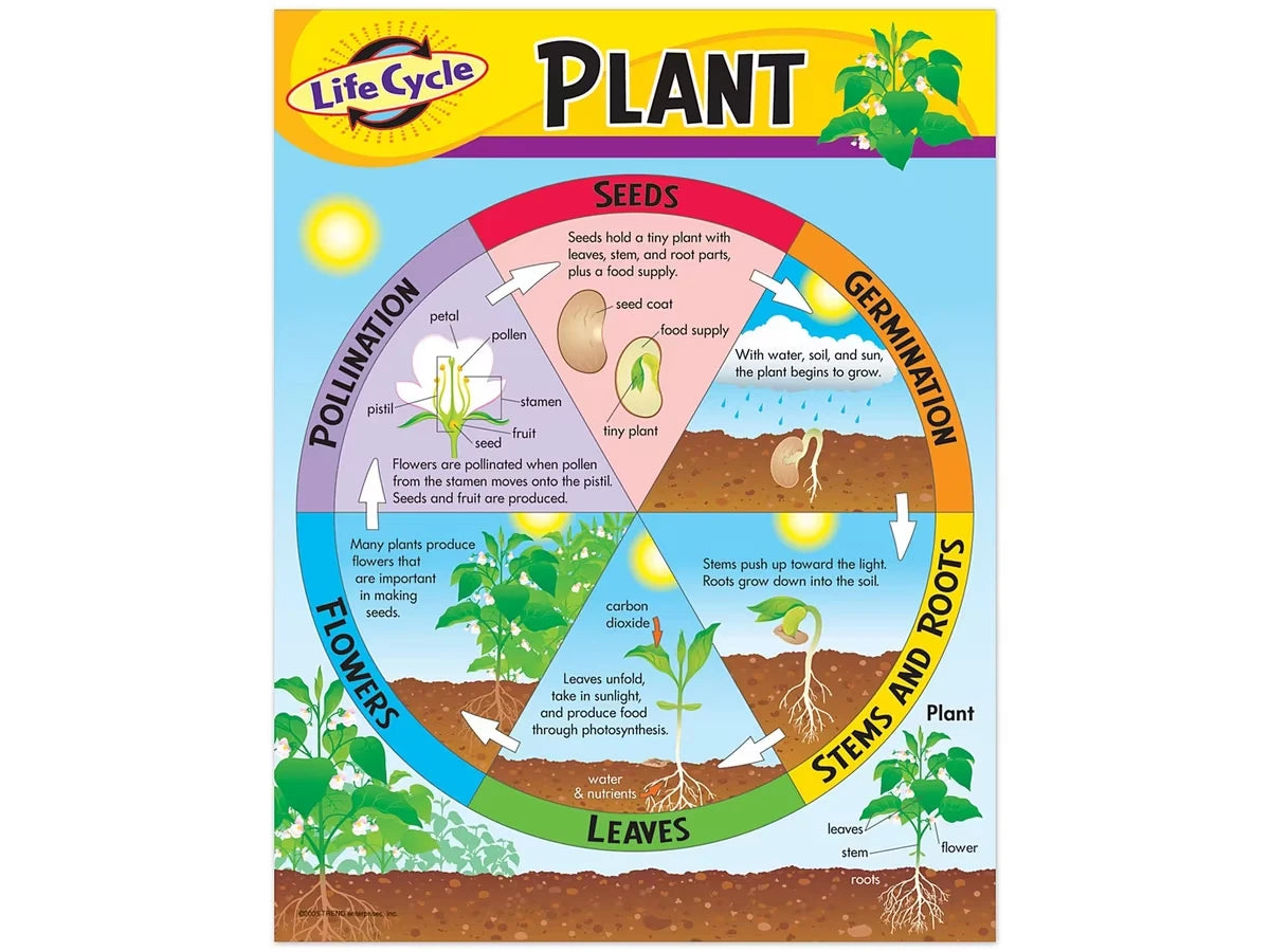 Life Cycle of a Plant Poster - US 6357