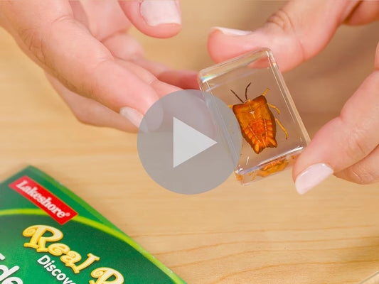 Real Bugs Discovery Kit - US 6424