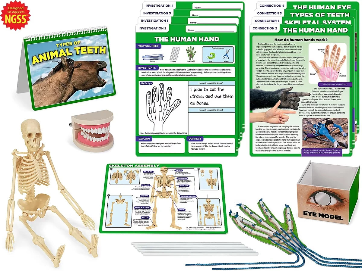 Meet the Standards Human Body Kit - Gr. 4 - US 3046