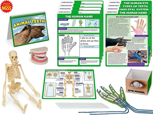 Meet the Standards Human Body Kit - Gr. 4 - US 3046
