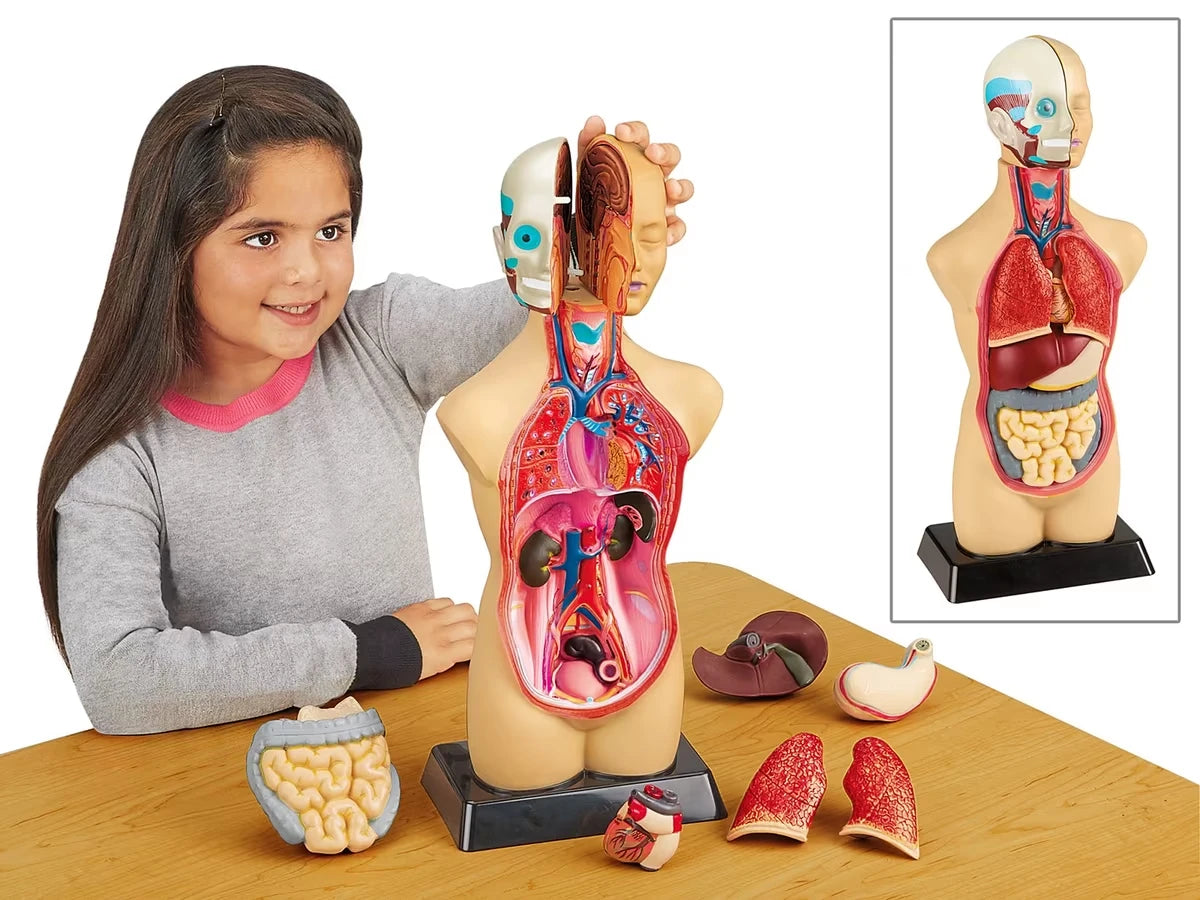 Take-Apart Human Body Model - US 7423