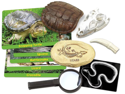 Reptiles Specimen Center - US 1624