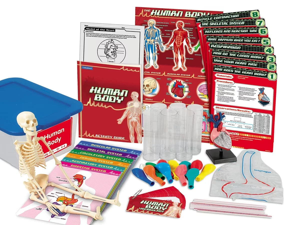 Human Body Activity Tub - Gr. 4-6 - US 9697