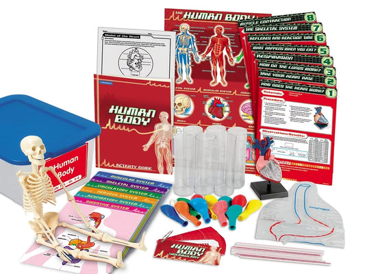 Human Body Activity Tub - Gr. 4-6 - US 9697