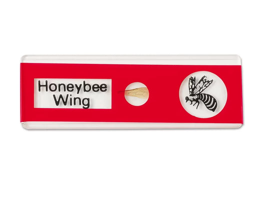 Insects Prepared Slide Kit - US 3153