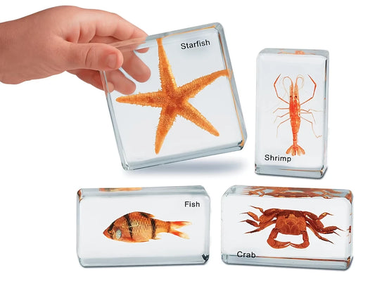 Sea Life Specimen Set - US 4249