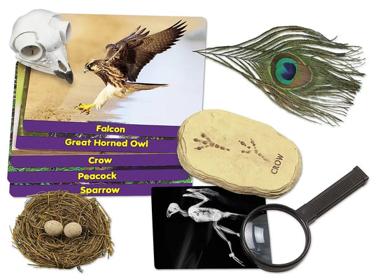 Birds Specimen Center - US 1255