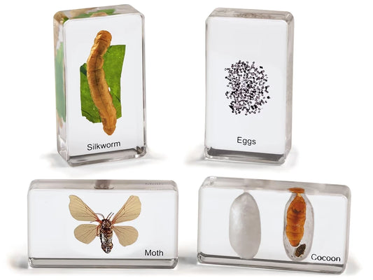 Life Cycle Specimen Set - US 1954