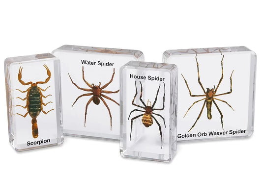 Scorpion & Spiders Specimen Set - US 6575